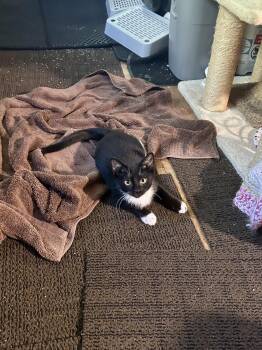 Carrot -  Domestic Short Hair Cat for Adoption in Warrington, Pennsylvania - Carrot | PetCurious