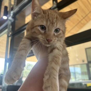 Optimism -  Domestic Short Hair Cat for Adoption in Leander, Texas - Optimism | PetCurious