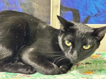 ARRIETY -  Domestic Short Hair Cat for Adoption in Pueblo, Colorado - ARRIETY | PetCurious