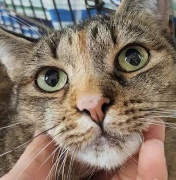 Calico and Tabby Cats Available for Adoption in Monrovia, California - Tamiya | PetCurious