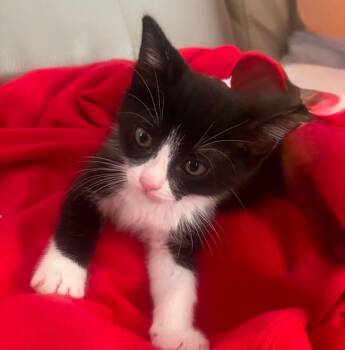 Axel -  Domestic Short Hair Cat for Adoption - Axel | PetCurious