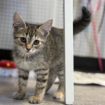 But -  Domestic Short Hair Cat for Adoption in Ridgely, Maryland - But | PetCurious