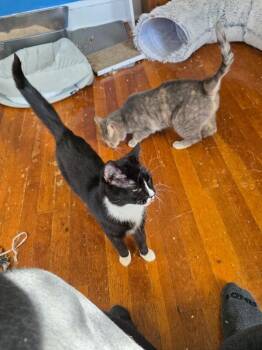 Peggy Lee -  Tuxedo Cat for Adoption - Peggy Lee | PetCurious