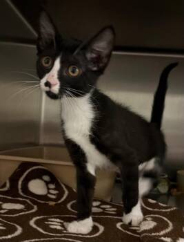 Lyra -  Domestic Short Hair Cat for Adoption in Ocala, Florida - Lyra | PetCurious