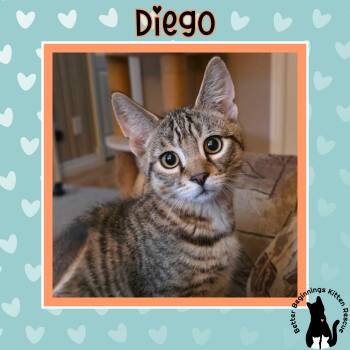 Diego -  Domestic Short Hair Cat for Adoption in Barrière, British Columbia - Diego | PetCurious