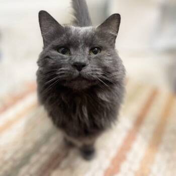 Rescue Domestic Long Hair Cats for Adoption in Philadelphia, Pennsylvania - Addie | PetCurious