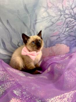 Siamese Cats Available for Adoption in Houston, Texas - Slipper  | PetCurious