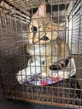 EILEEN -  Domestic Short Hair Cat for Adoption in San Antonio, Texas - EILEEN | PetCurious