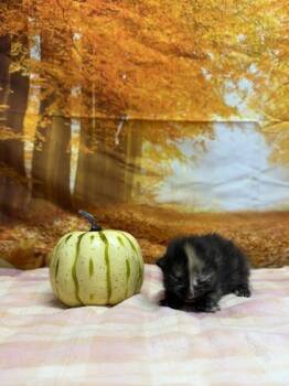 Rescue Domestic Short Hair Cats for Adoption in San Antonio, Texas - Dominca | PetCurious