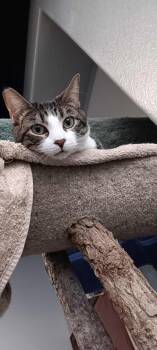 Domestic Short Hair Cats Available for Adoption - Bluey | PetCurious