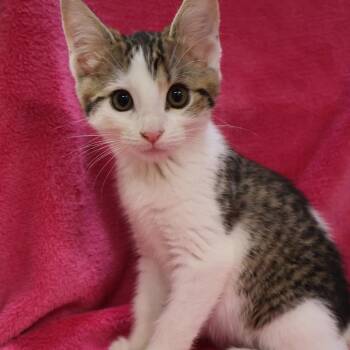 Lola -  Domestic Short Hair Cat for Adoption in Saint Charles, Missouri - Lola | PetCurious