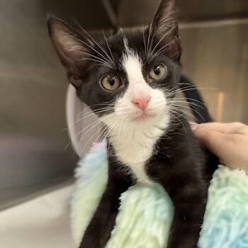 Bran- 52005 -  Domestic Short Hair Cat for Adoption in Columbia, Maryland - Bran- 52005 | PetCurious