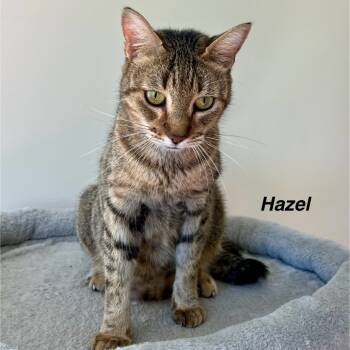 Rescue Domestic Short Hair Cats for Adoption in Greensboro, Georgia - Hazel | PetCurious