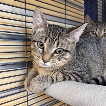Melon -  Domestic Short Hair Cat for Adoption in Hampton Bays, New York - Melon | PetCurious