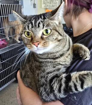 Domestic Short Hair Cats Available for Adoption - Hotel | PetCurious