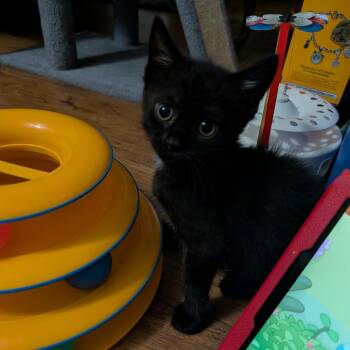 Jan -  Domestic Short Hair Cat Available for Adoption in Waldorf, Maryland - Jan | PetCurious