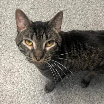 Amoretto -  Domestic Short Hair Cat for Adoption in Chaska, Minnesota - Amoretto | PetCurious