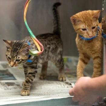 Rye -  Domestic Short Hair Cat for Adoption in Memphis, Tennessee - Rye | PetCurious