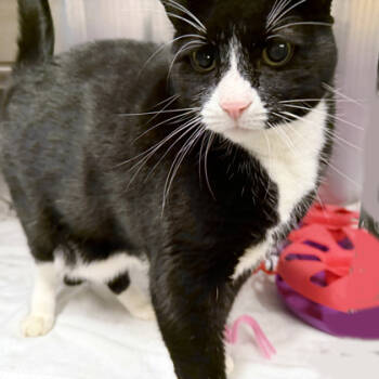 Rescue Domestic Short Hair Cats for Adoption in Voorhees Township, New Jersey - Smog | PetCurious