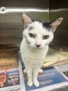Rowan -  Domestic Short Hair Cat for Adoption in Edison, New Jersey - Rowan | PetCurious