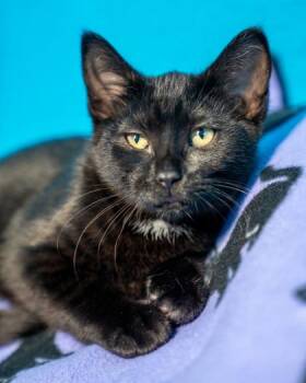 Lentil -  Domestic Short Hair Cat for Adoption in Pequot Lakes, Minnesota - Lentil | PetCurious