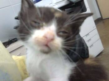 GINGER -  Domestic Long Hair Cat for Adoption in Dallas, Texas - GINGER | PetCurious