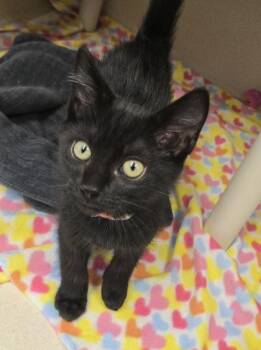 Chilli Cheese Hotdog - FIV+ -  Domestic Short Hair Cat for Adoption in East Brookfield, Massachusetts - Chilli Cheese Hotdog - FIV+ | PetCurious