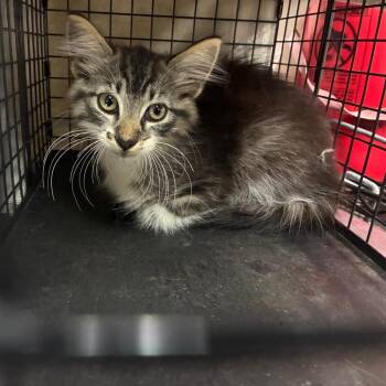 Domestic Short Hair Cats Available for Adoption in Pasadena, California - Chewy | PetCurious
