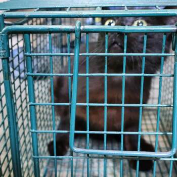 Darla -  Domestic Short Hair Cat for Adoption in Columbus, North Carolina - Darla | PetCurious