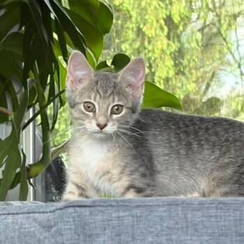 Maisie -  Tabby Cat Available for Adoption in Grand Rapids, Michigan - Maisie | PetCurious