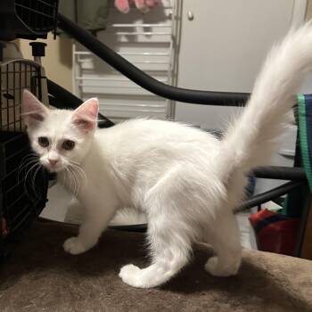 Aspen -  Domestic Medium Hair Cat for Adoption in Tuttle, Oklahoma - Aspen | PetCurious