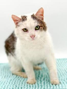Domestic Short Hair Cats Available for Adoption in Bowling Green, Kentucky - Bubba (Bonded W/ Bonnie) | PetCurious