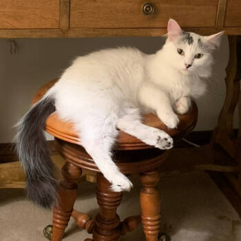 Rescue Domestic Medium Hair Cats for Adoption in Los Angeles, California - Samina De Vil | PetCurious