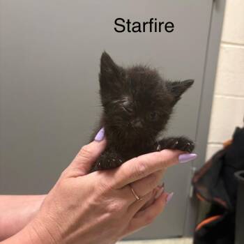 Domestic Short Hair Cats Available for Adoption in Windsor, Virginia - Starfire | PetCurious