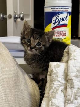 Doc -  Domestic Short Hair Cat for Adoption in Chicago, Illinois - Doc | PetCurious