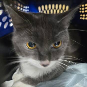 Rescue Domestic Short Hair Cats for Adoption in Newark, New Jersey - Rue | PetCurious