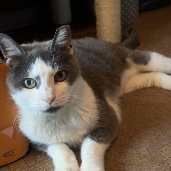 Grace -  Domestic Short Hair and Tuxedo Cat for Adoption in East Amherst, New York - Grace | PetCurious