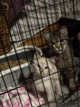 Zabu -  Domestic Short Hair and Siamese Cat for Adoption in Fredericton, New Brunswick - Zabu | PetCurious