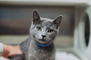 Rescue Domestic Short Hair Cats for Adoption in North Charleston, South Carolina - 89402a Fizzlebell-PetSmart Mt. Pleasant | PetCurious