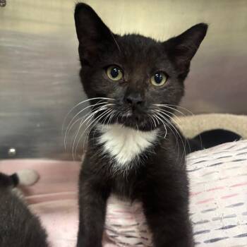 Fezco 47C26 -  Domestic Short Hair Cat for Adoption in Napoleon, Ohio - Fezco 47C26 | PetCurious