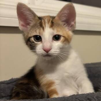 Domestic Short Hair Cats Available for Adoption in Renton, Washington - Tiger Lily | PetCurious