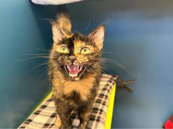 Domestic Short Hair Cats Available for Adoption - FEI | PetCurious