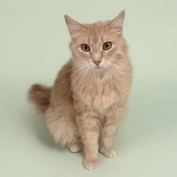 Skipper -  Domestic Medium Hair Cat for Adoption in Pilot Point, Texas - Skipper | PetCurious