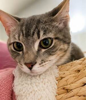 Latte Gray -  Domestic Short Hair Cat for Adoption in Chandler, Arizona - Latte Gray | PetCurious