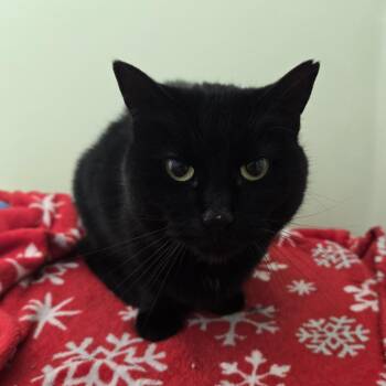 Chevy  26-136 -  Domestic Short Hair Cat Available for Adoption in Tawas City, Michigan - Chevy  26-136 | PetCurious