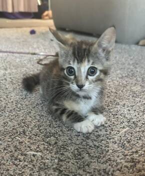 Eloise Loo bonded w/ Henri -  Domestic Short Hair Cat for Adoption in San Jose, California - Eloise Loo Bonded W/ Henri | PetCurious