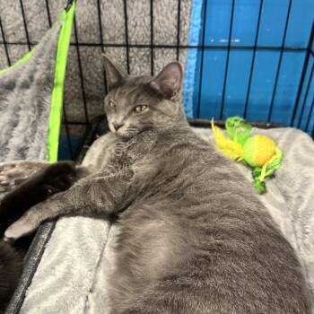 Charmeleon -  Domestic Short Hair Cat for Adoption in Louisville, Kentucky - Charmeleon | PetCurious