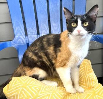 MONET -  Domestic Medium Hair Cat for Adoption in Fernandina Beach, Florida - MONET | PetCurious