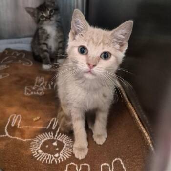 Yabba -  Domestic Short Hair Cat for Adoption in Oak Ridge, Tennessee - Yabba | PetCurious