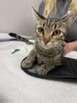 Alithea -  Domestic Short Hair Cat for Adoption in Sacramento, California - Alithea | PetCurious